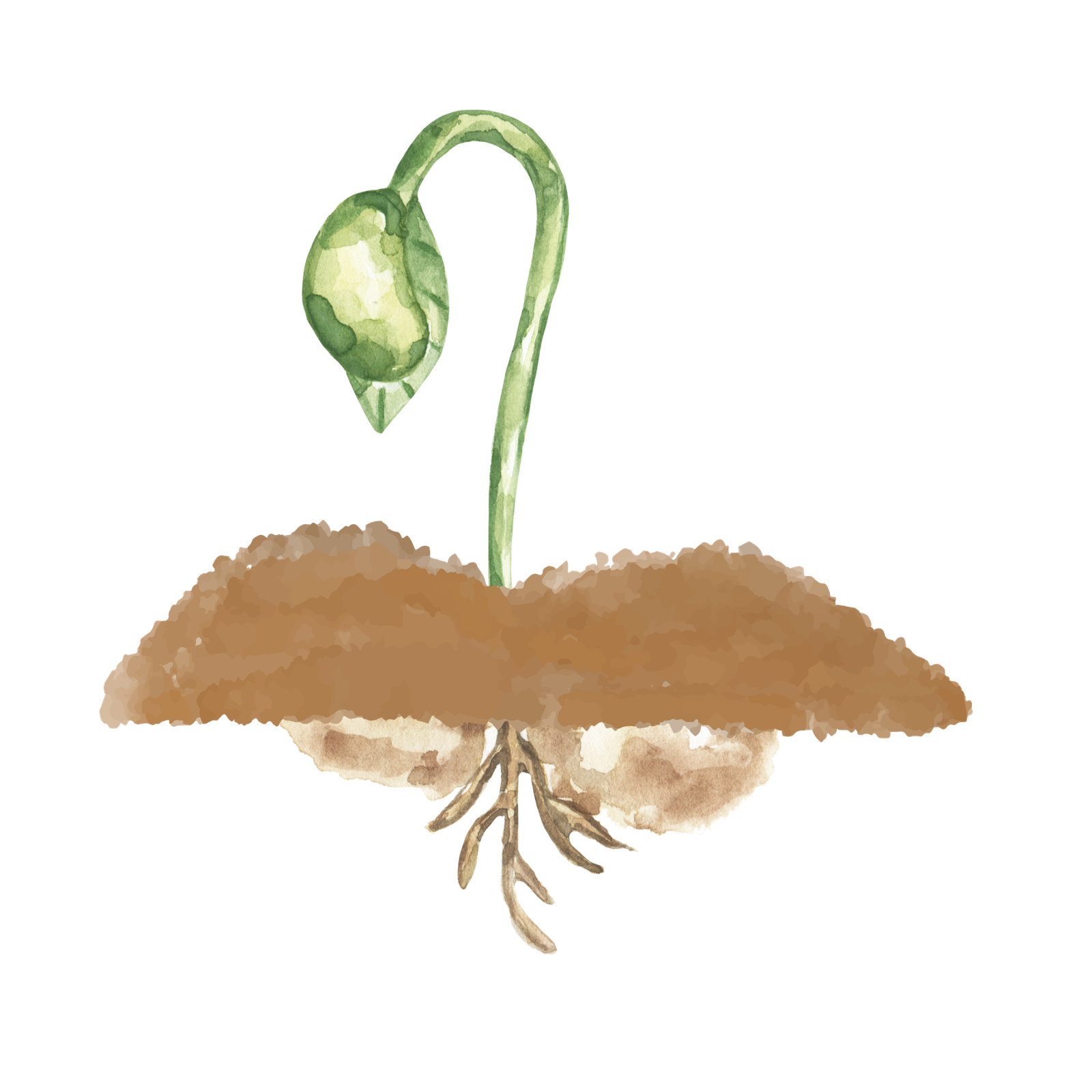 Secret of the seed A seedling growing out of the ground like the picture book The Secret of the Seed
